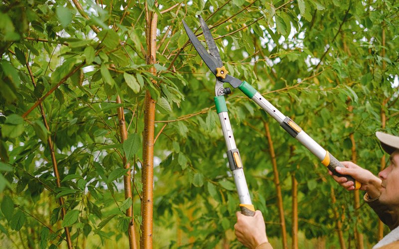 Tree trimming in Pinckneyville, IL