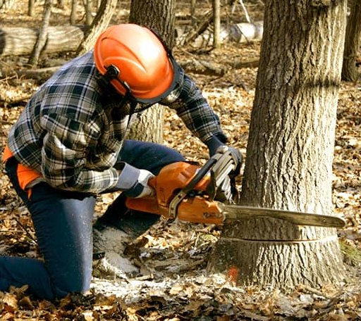 Tree Removal in Pinckneyville, IL